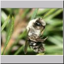 Andrena vaga - Weiden-Sandbiene -02- w13 13mm.jpg